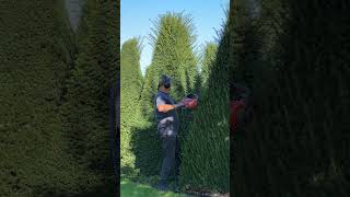 IMG 4751