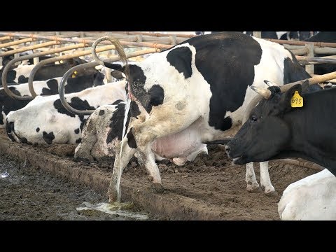 Video: Kiek išmatų išskiria karvė?