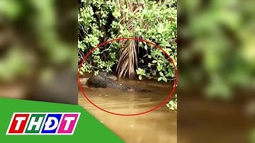 Xuất hiện cá sấu dài 2 mét trên kênh ở Bến Tre | THDT