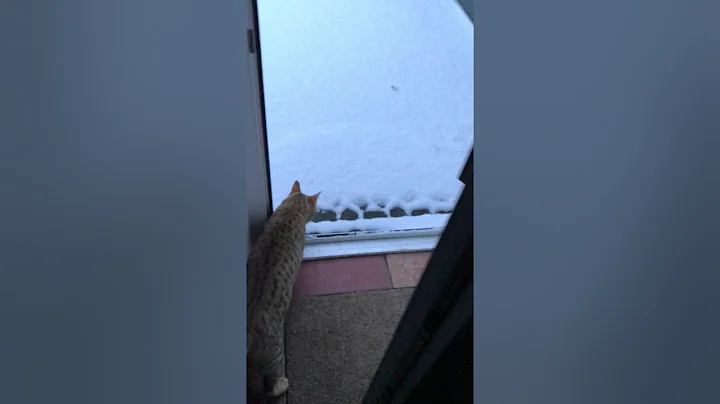 Watch the video about Savannah Cat Lucky Valentine F6 14 months first time Snow.