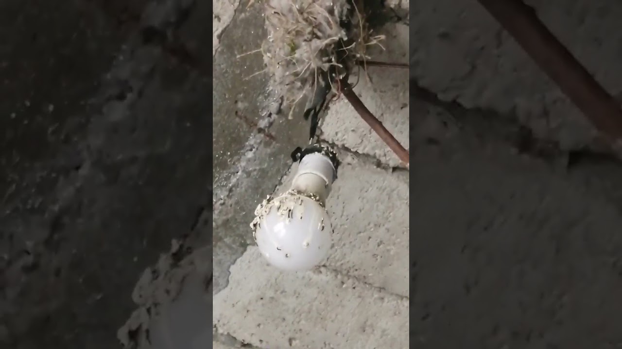 إنتاج الحسون تابعنا حتى  تسطيع الإنتاج من طيور الحسون