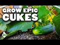 7 Tips to Grow Cucumbers in Containers