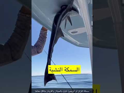 سمكة اللزاق أو الريمورا اللاصقة  بو علياء صانع المحتوى البحري  