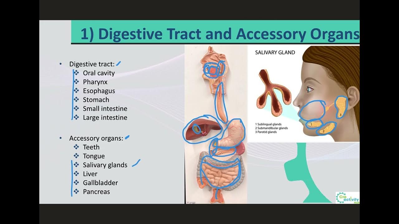 9. A & P II LO1 Digestive Tracts vs Accessory Organs YouTube