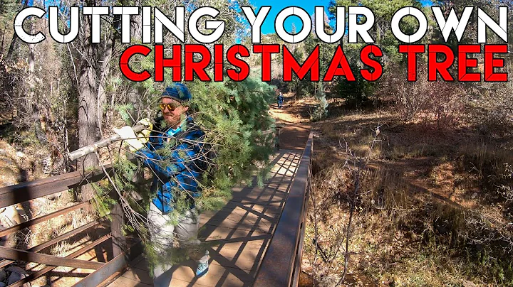 Cutting your Own Christmas Tree in Arizona | Tonto National Forest | USFS Christmas Tree Permit