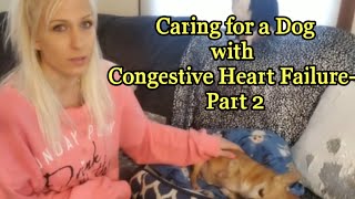 Caring for a Dog with Congestive Heart Failure- Part 2