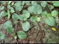 Punarnava herb plant || पुनर्नवा से कैसे करे बीमारियों को दूर