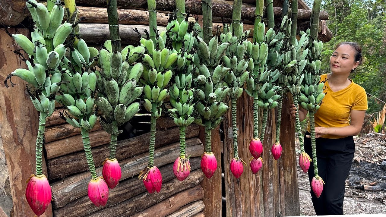 Harvest forest bananas, Go to the market to sell grow chili Hoàng