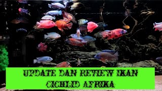 Update and Review - ikan Cichlid Afrika