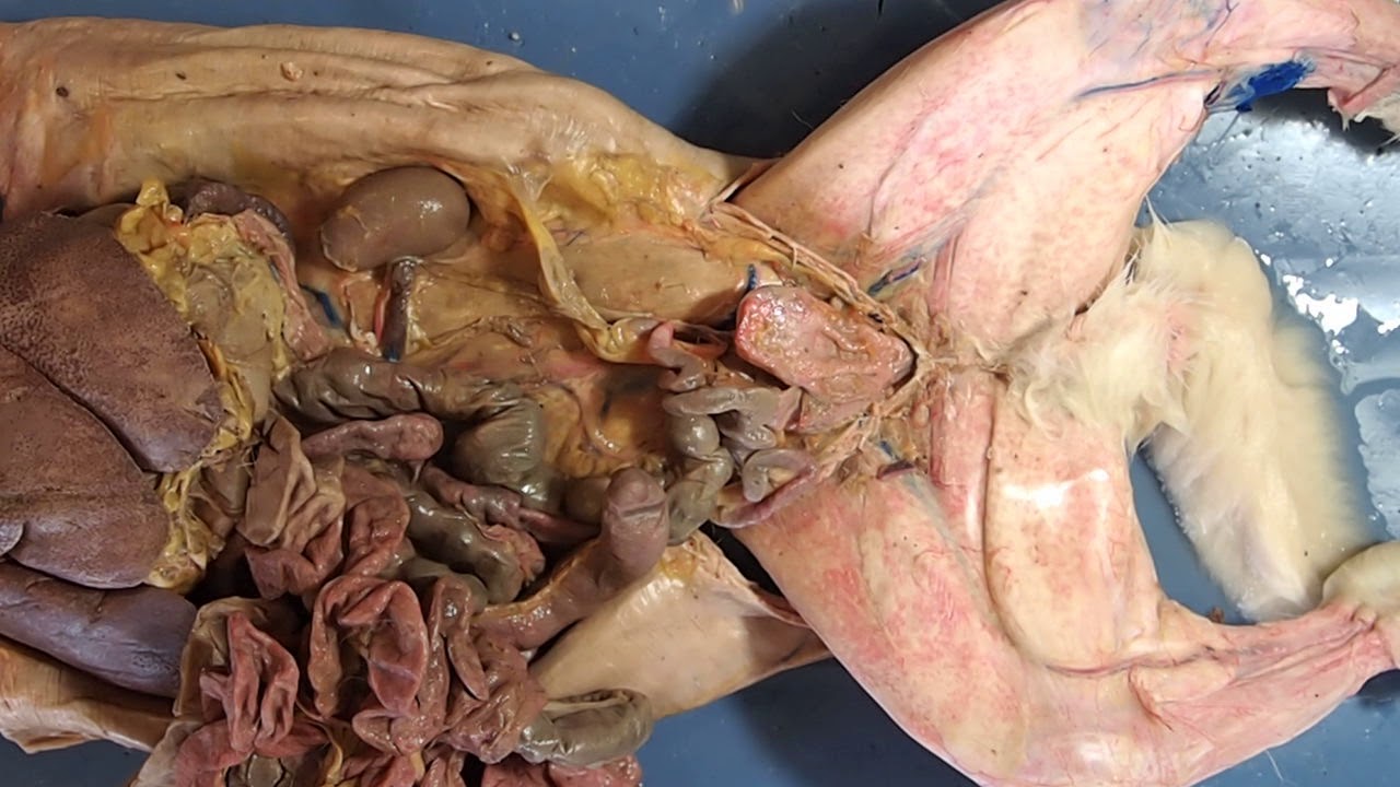 Female Excretory & Reproductive Organs - Rabbit Dissection Video for