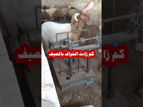 زيادة وزن الخراف بفترة الحر في فصل الصيف تسمين خراف صغيرة 08  