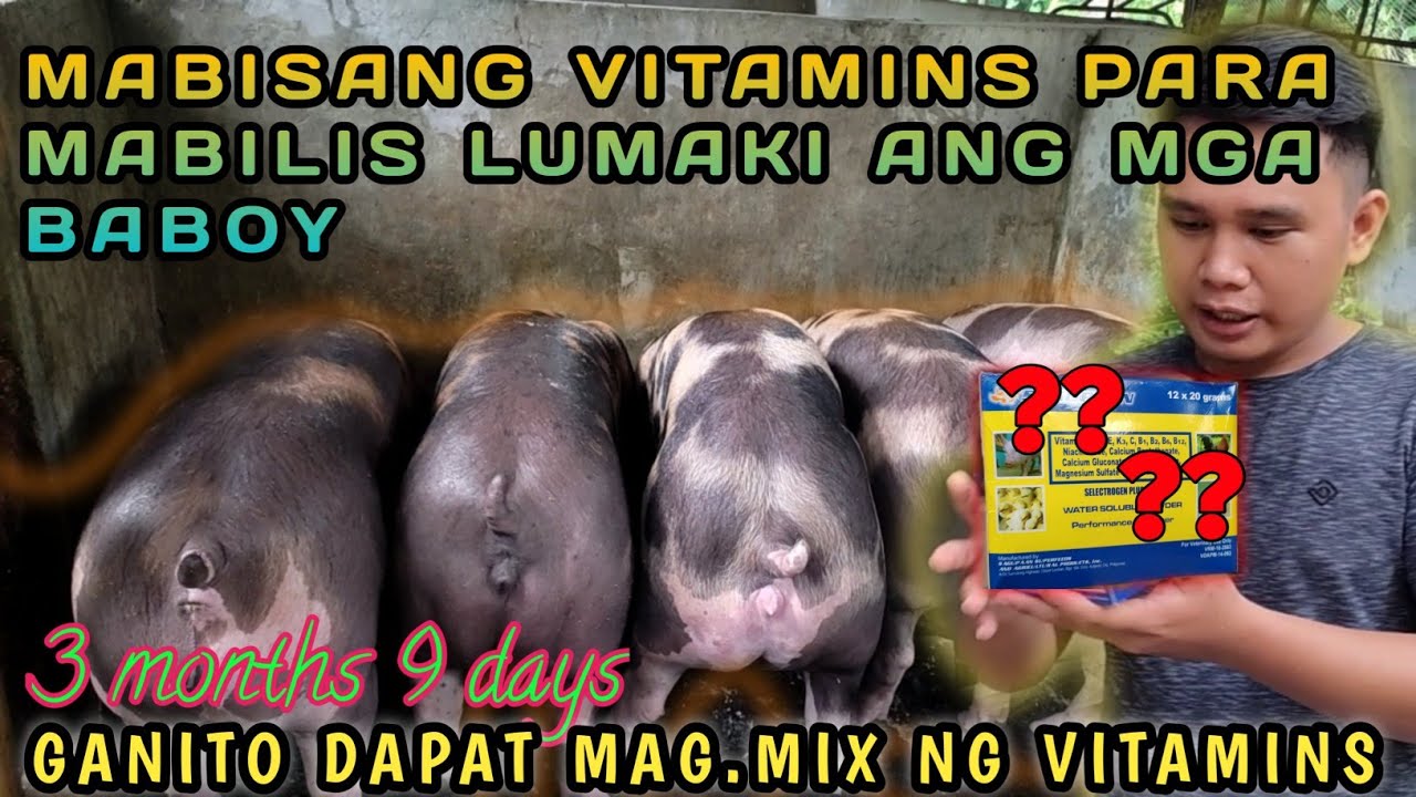 MABISANG VITAMINS PARA MAPABILIS ANG PAGLAKI NG MGA BABOY | PARAAN SA PAG HALO NG VITAMINS | TITO