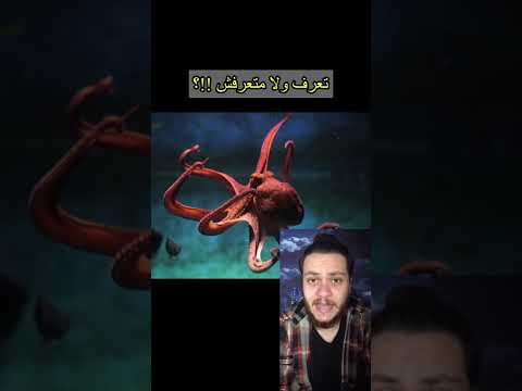 تعرف أيه هو الحيوان اللي لون دمه أزرق معلومات هتسمعها لأول مره في حياتك 