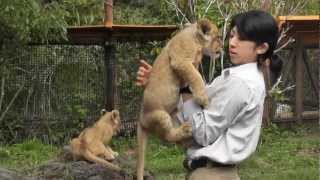 富士サファリパーク 赤ちゃんライオンのじゃれ合い&哺乳