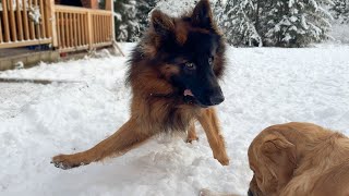 German Shepherd Gets the Snow Zoomies! by Leo Fucarev 51,766 views 2 months ago 2 minutes