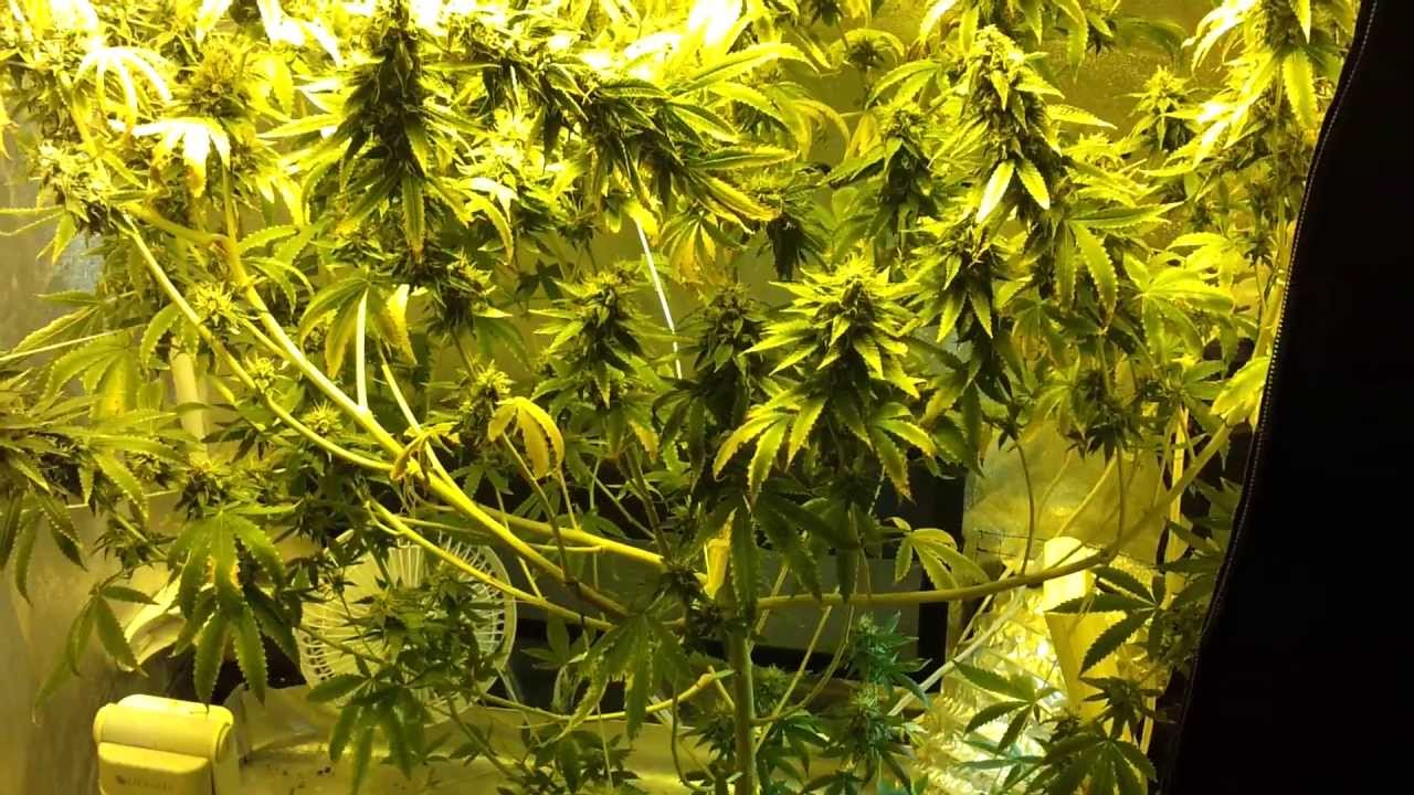 Headband Kush flushing