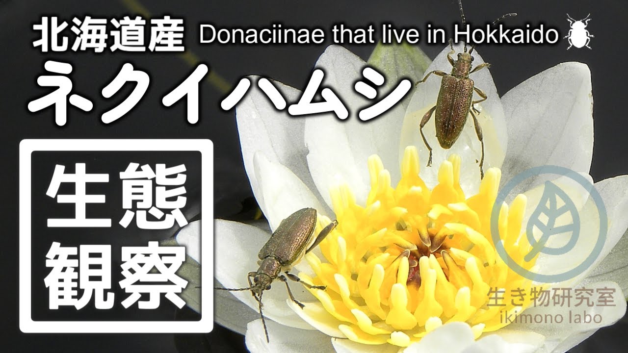 【美麗種】北海道産ネクイハムシ亜科　Donaciinae that live in Hokkaido　