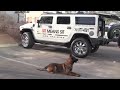 Dog Training Tips - Teach your dog to stand