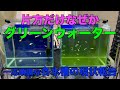 同じ環境で片方だけグリーンウォーターに？各水槽の現状報告！