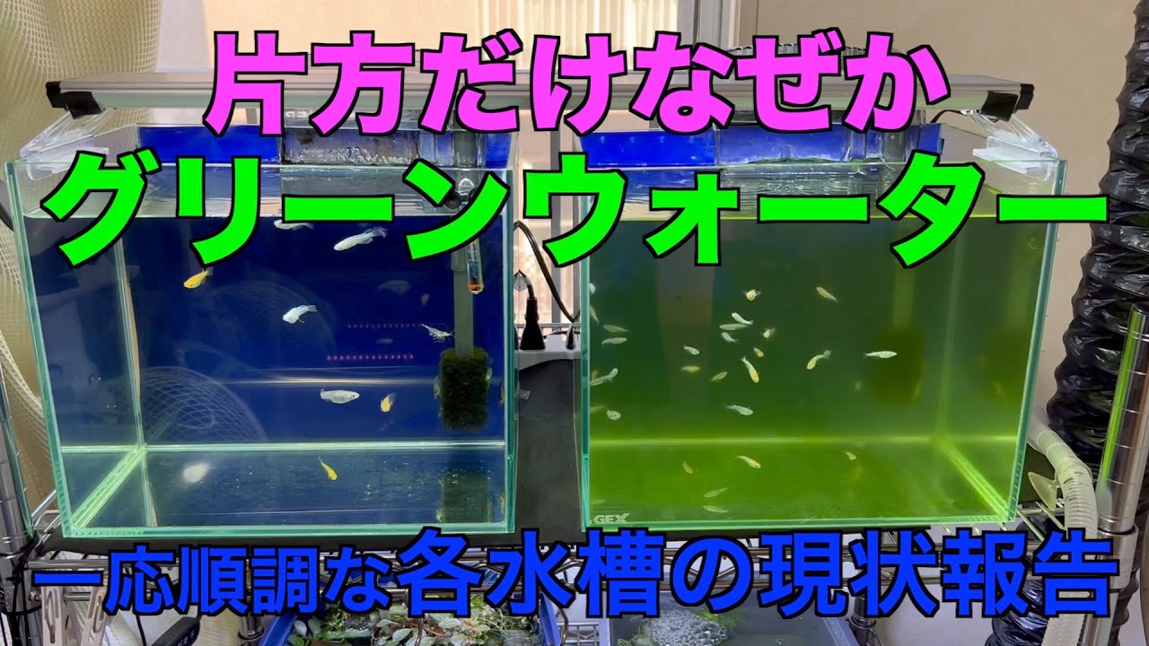同じ環境で片方だけグリーンウォーターに？各水槽の現状報告！ - YouTube