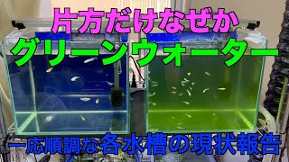 同じ環境で片方だけグリーンウォーターに？各水槽の現状報告！