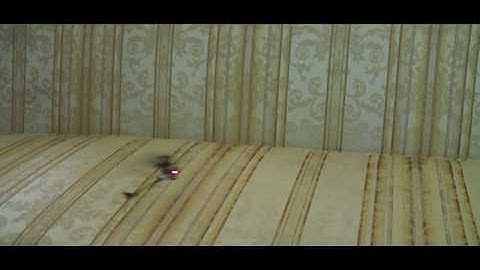 PicooZ: 4 Channel (4CH) 2.4Ghz Gyro-ed tail : Full Elevator - Aileron Cyclics: Ground Hovering