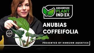 Anubias Coffeefolia |  Easy, Hardy & Stunning Plant - Care Guide