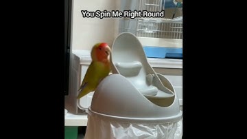 Trash Can Loving Parrot #shorts