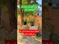 Beautiful Azan in My Village | Dil ko Sukoon Dene Wali Awaaz 🕌🌙🤲