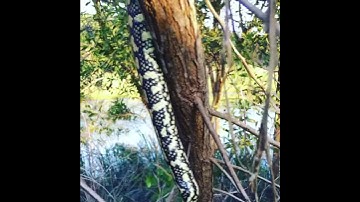 Wild Coastal Carpet Python release