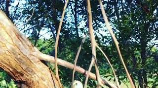 Famous Wild Coastal Carpet Python release Profile