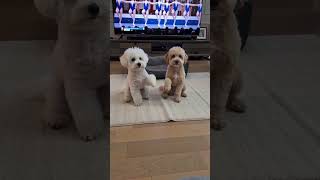 This little dog has no idea what happened #funnydog #cutedog #funnydogs #doglover #dogoftheday
