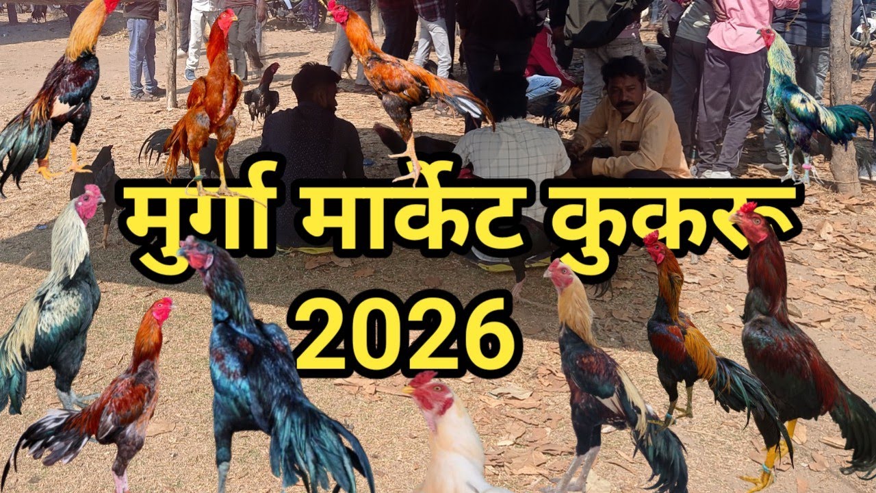 Murga market kukru 2026 || aseel murga market kukru || rooster market kukru || murga market ||