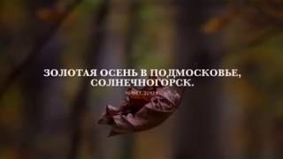 Золотая осень в Подмосковье.