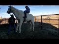 Gandalf the white 2nd ride| Navajo Reservation horse| Skipper W bred colt