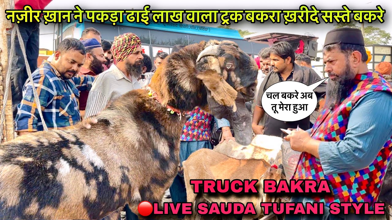 नज़ीर ख़ान ने पकड़ा ढाई लाख वाला ट्रक जैसा बकरा ख़रीदे सस्ते बकरे @farmingbaba #live_sauda quality