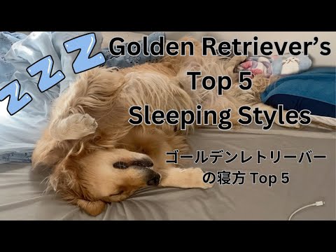 Golden Retriever's Top5 Sleeping Styles(ゴールデンレトリーバーの寝方 Top5)