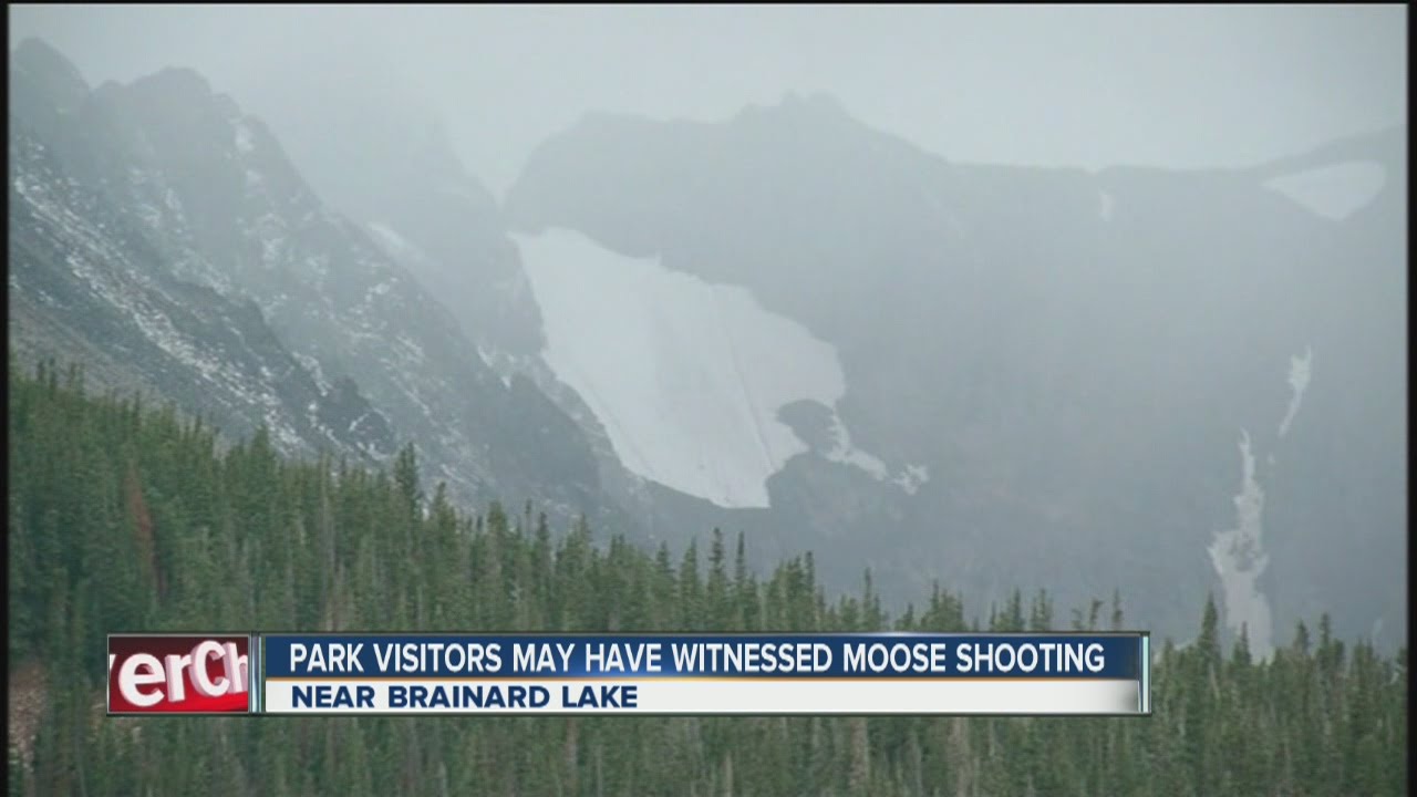 Woman says moose may have been killed near her