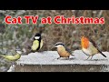 Cat TV at Christmas ❄️ Birds in The Snow ❄️