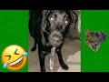 Funniest Animals Videos 2023 😹 Try Not To Laugh Funny Dogs And Cat 😻 #27