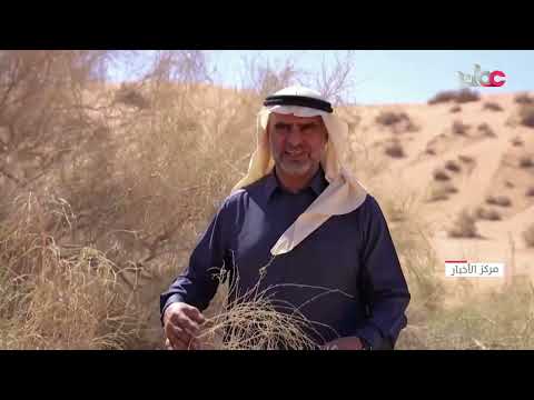 دفاعا عن المناخ السعودية تكثر زراعة شجرة الغضا التي تتحمل الجفاف