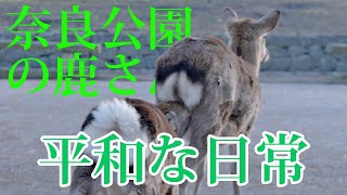 奈良 鹿達の日常 春日大社参道や高畑町の鹿達 仲間たちとの平和な時間 【奈良のシカ】 by 奈良公園 鹿さん達の日常 191 views 1 month ago 1 minute, 13 seconds