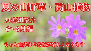 【山野草】夏の山野草・高山植物　この花なぁに　34種類