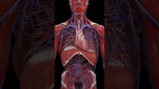 Dive into the Harmony of Breath and BeatHeartAndLungs Respiratory System Circulatory System