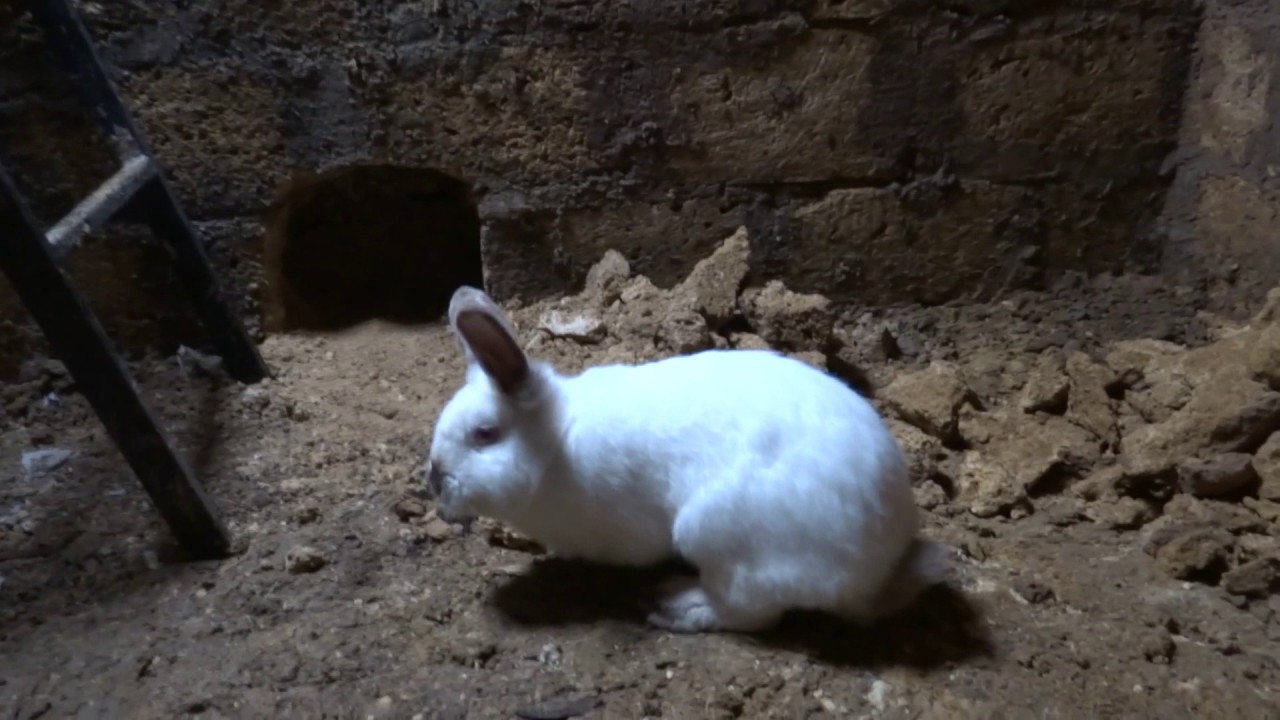 Кролики в яме выгребной Rabbits in the pit - YouTube