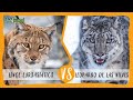 LINCE EUROASIÁTICO  vs LEOPARDO DE LAS NIEVES ¿Cual ganaría?