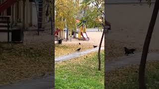 Вороны развлекаются!))) #минсксейчас #минск #вороны #прикол #птицы