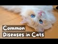 5 Common Cat Diseases and How You Prepare for Them | The Cat Butler