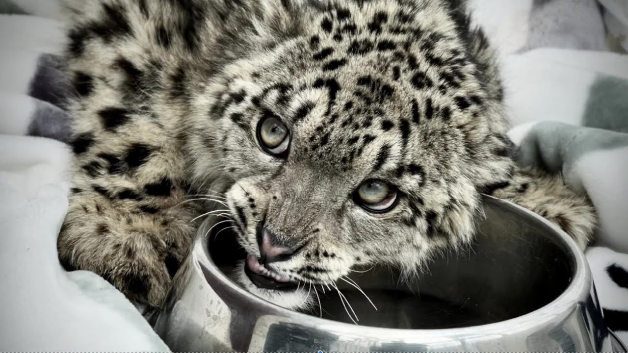 Snow Leopard Ling Xiaozhe Q&A and Habitat Renovation Update