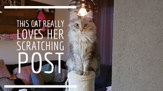 Maine coon cat really loves her new scratching post by Lera the Maine Coon and Friends  7,918 views 5 years ago 2 minutes, 40 seconds